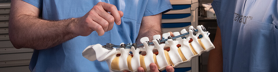 A physician inspects a model spine
